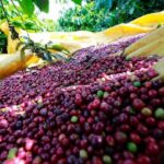 ee7f708365ca8c94d5db