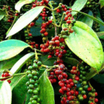 f888e82eef6706395f76