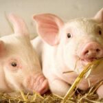 f8c678f0ccb925e77ca8