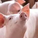 f972e6a690ef79b120fe