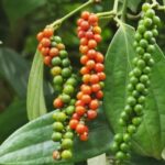 f9959e11e5580c065549