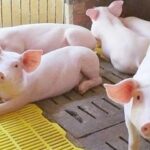 fa190544010de853b11c