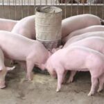 fccb179b17d2fe8ca7c3