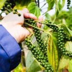 fd2fcbb4ebfd02a35bec