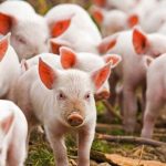 5a04d8f728bec1e098af