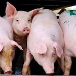 833ed636257fcc21956e