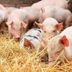 9fc039b6d4ff3da164ee