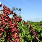 bf66b0b244fbada5f4ea