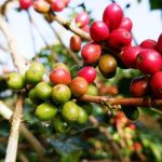 c86c30ddc3942aca7385