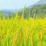 e2329e77733e9a60c32f